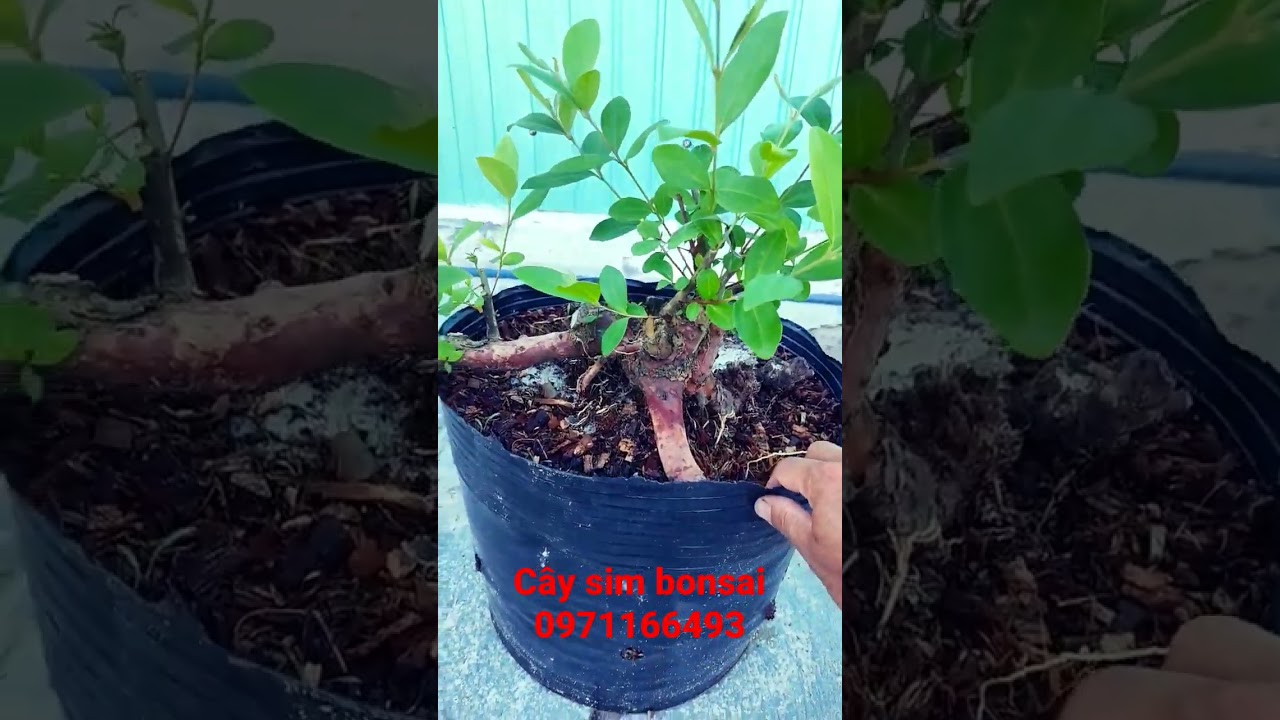 cây sim bonsai để bàn gốc già - youtube