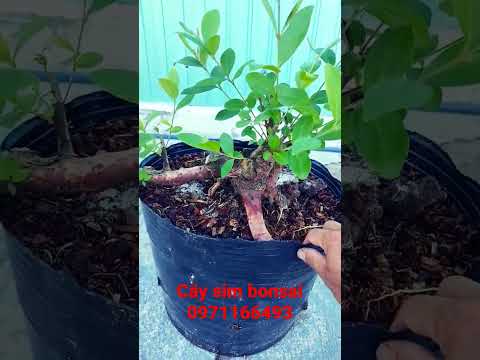 Video cây sim bonsai để bàn gốc già - youtube