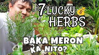 7 LUCKY HERBS THAT YOU SHOULD HAVE AT HOME | PLANT SYMBOLISM & BENEFITS