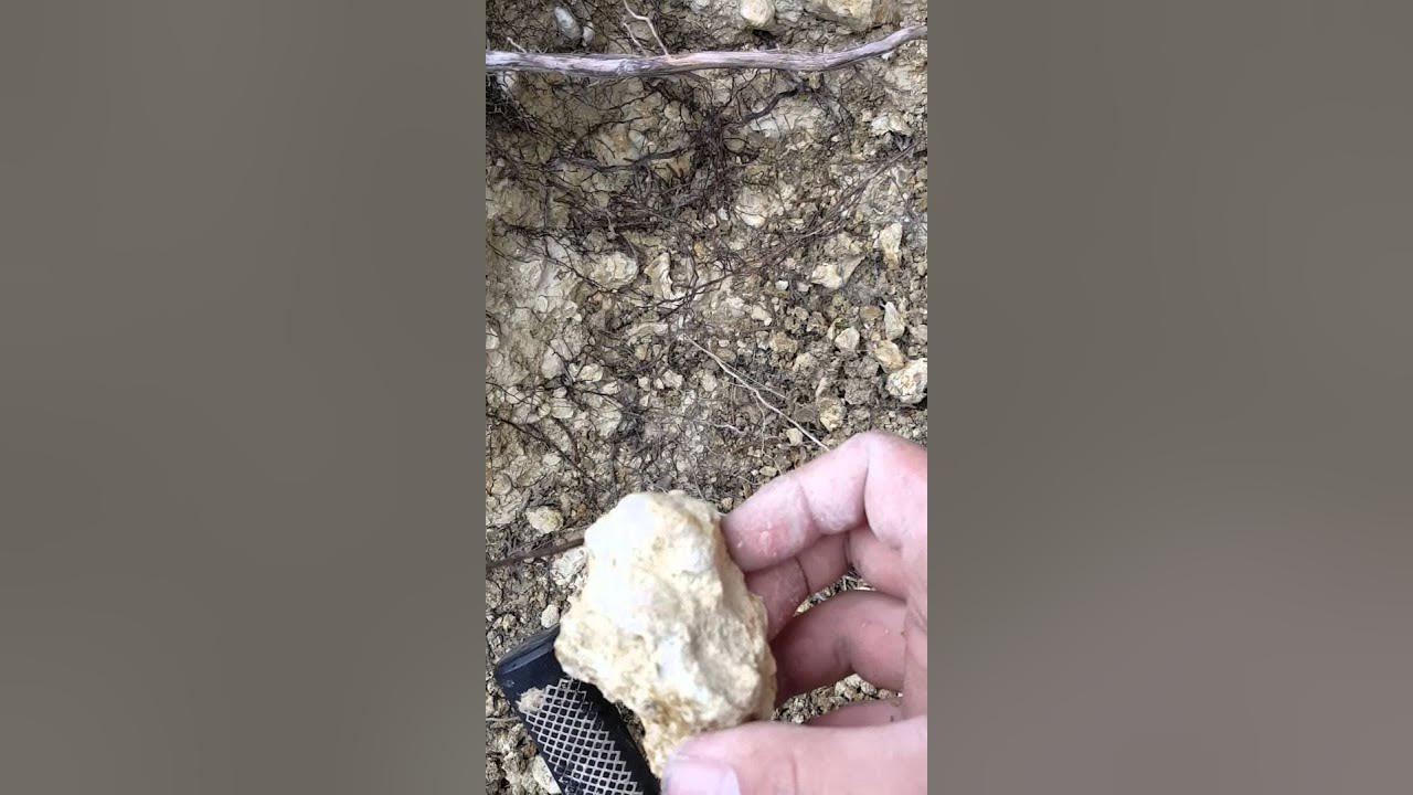 Finding fossils in Fort hood killeen texas ammonites YouTube