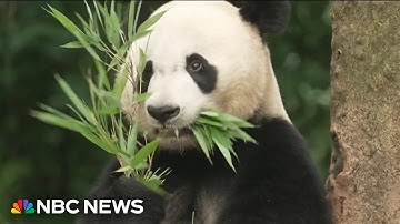 China prepares to send two pandas to the U.S.