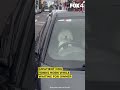 Impatient pooch honks car horn at owner