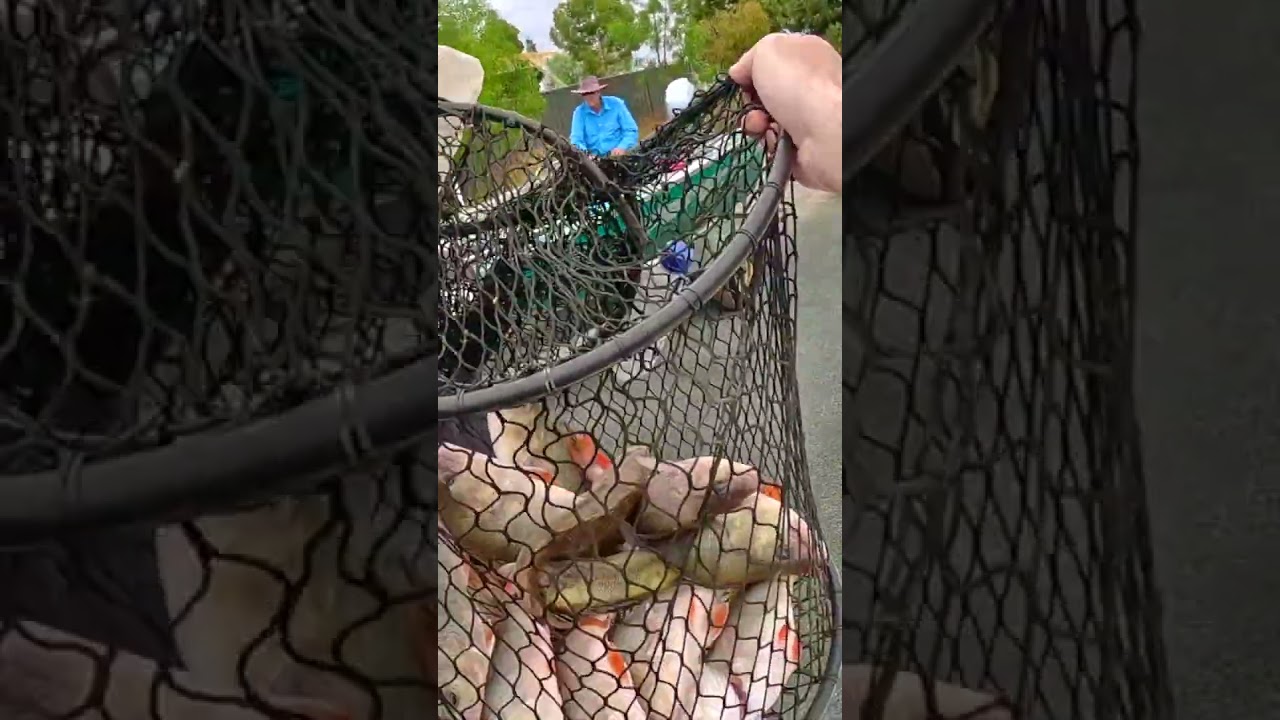 Caught a good bag of fish with mates 