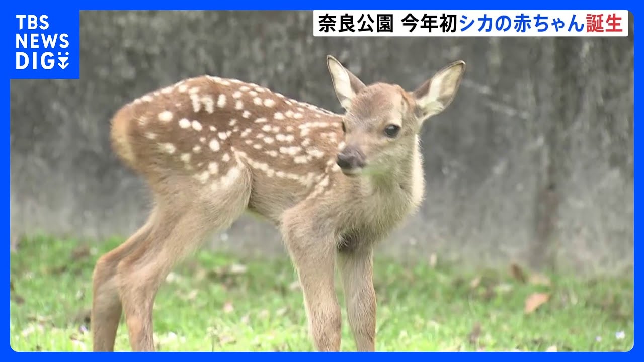 奈良公園 今年はじめて生まれたシカの赤ちゃん公開 7月にかけ約200頭が生まれるベビーラッシュ|TBS NEWS DIG - YouTube