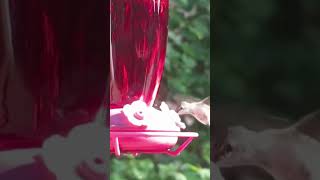Hummingbirds
