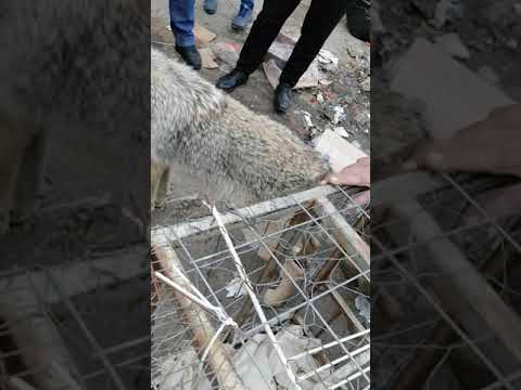 ذيب للبيع ٤ ورقات