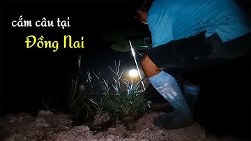 Cắm câu cá lóc bằng mồi dế cuối mùa nước tại Đồng Nai