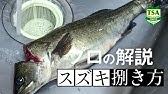 鱸 すずき のさばき方 How To Filet Japanese Seaperch 日本さばけるプロジェクト 海と日本プロジェクト Youtube