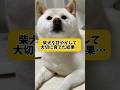 柴犬を甘やかして育てるとこうなります　#shorts #柴犬 #犬 #dog