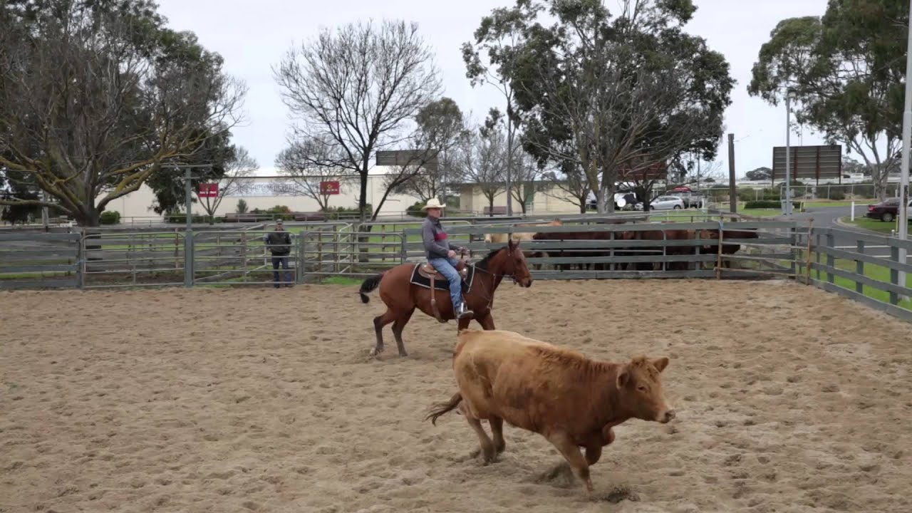 to the Western District Quarter Horse Association (Australia