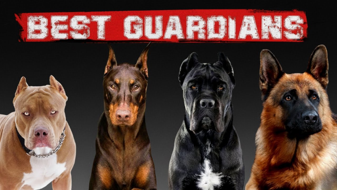 The 10 Best Guard Dogs in the World 😮