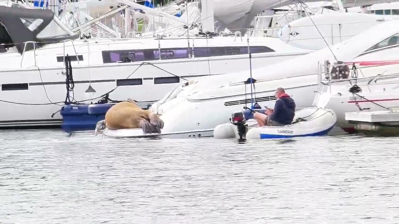 The New York Times -- A Walrus Named Freya Showed Up in Norway. Did She Have to Die?