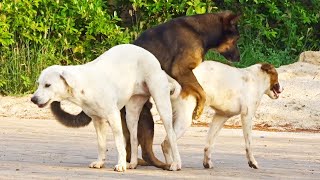 Awesome Smart Rural Dogs !! Dog Meeting for the Summer Season in Village, Very fast | Pets Life  #51