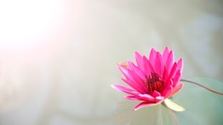 Player Profile Catch a Lotus & You'll Catch a Wish: Blue Lotus Candle Creations