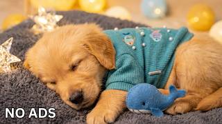 12 Hours of Relaxing Music for Dog 🎵 Separation Anxiety Support for Dog - Gentle Anxiety Soothing