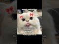 Funny Reels #beauty #memes #relatable #aesthetic #trending #viral #catmemes #funny #tweetreels #cat