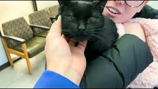 I Adopted a Black Cat on Friday the 13 | Footage of First 3 Days