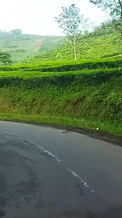 #shorts KEBUN TEH ( CIKAJANG ) #kebunteh #cikajang #garut