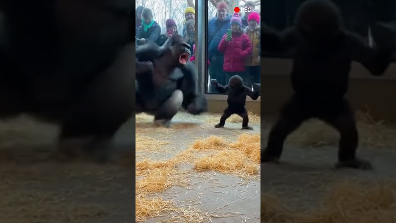 Gorilla’s Baby Pulls the Funniest Prank on Sleeping Mom 🦍😂