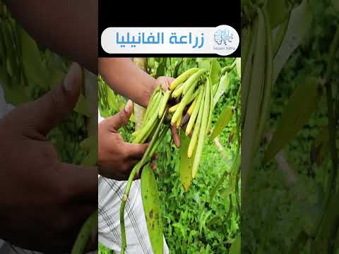 انتاج الفانيليا بمدغشقر