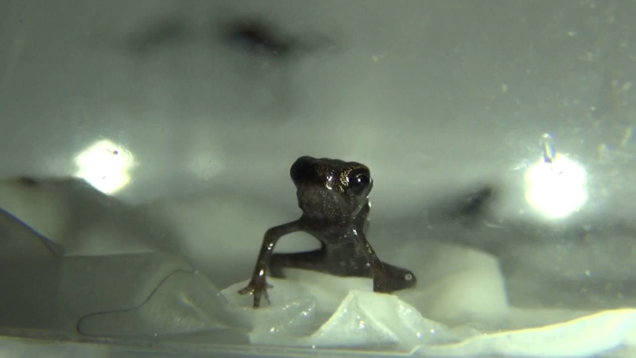 salamander oven Breathing of a tiny toad
