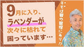 ラベンダーが木質化 これっていいの 悪いの Youtube