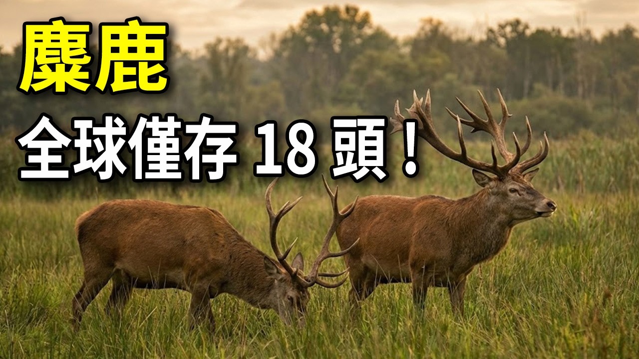 僅剩18頭的「東方神獸」！曾被趙高指鹿為馬，薑子牙騎著它伐紂，麋鹿的復活之路簡直太瘋狂！#麋鹿 #薑子牙 #歷史  #東方神獸 #生物滅絕