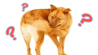 Why Do Dogs Chase Their Tail