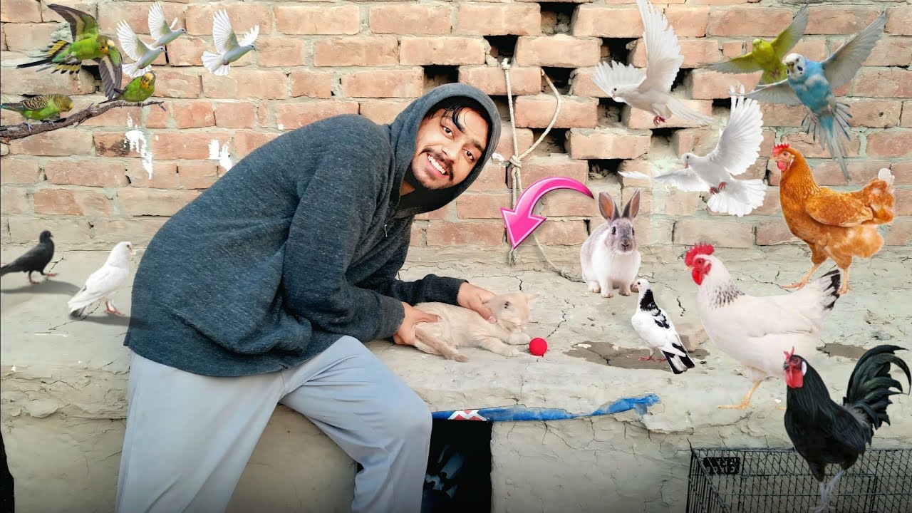 Cat Ko Fulboll Khilaya⚽ | Cat Hens Say Der Gi🤣