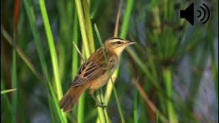 Sedge Warbler sound Free to use    HD 1080p