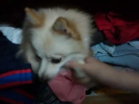 My Pomeranian Japanese Spitz Mix Youtube