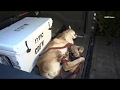 Mountain lion captured by california fish and wildlife in pasadena california