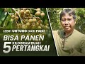 Lebih untung dari menanam padi petani kelengkeng ini raup omset besar dan rencana panen tiap hari