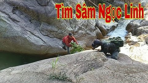 Hành trình tìm Sâm Ngọc Linh Quý Hiếm