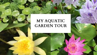 My Aquatic plants tour|| देखिए कौन कौन से aquatic plants हैं मेरे पास