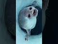 Breathe #short #antartida #animal #animalplanet #seal #viral