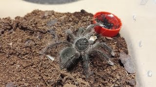 Madárpók etetés /Tarantula feeding video #6