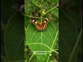 🥚 Passiflora Egg Mimicry — The Leaf That Fools Butterflies #didyouknow #shortsfeed