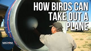 How A Bird Can Destroy An Entire Plane | Wrecking Plan | Machina