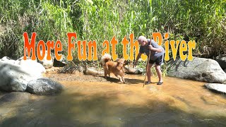 More Fun At the River #goldenretriever by In Memory of Cary Gamble. 30 views 4 months ago 5 minutes, 8 seconds
