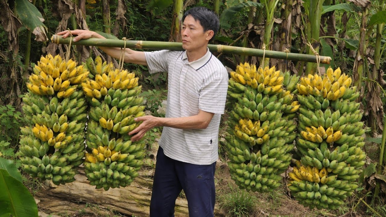 Huge Banana Harvest in an Abandoned Garden 🍌 Market Sell Out & Country Cooking | Solo Survival