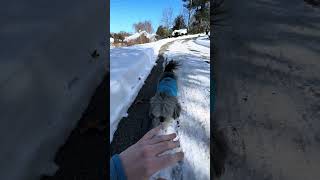 Download Lagu Frosty and floofy for day 493 of release the beast 👹 #oursadiemaye #releasethebeast MP3