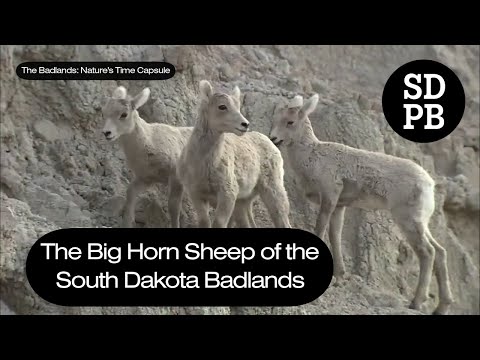 Big Horn Sheep | The Badlands: Nature's Time Capsule