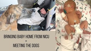 Bringing Baby Home from NICU + Meeting the Dogs