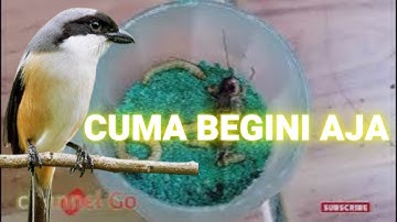 Tips Merawat Burung Cendet/Pentet Hasil Pikat Agar Cepat Ngevoer & Jinak