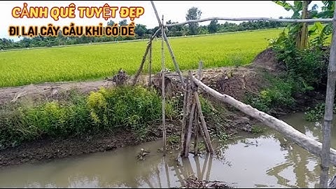 Cảnh quê yên bình cầu khỉ bắc qua con kinh nhỏ nối hai cánh đồng lúa xanh ngát hương mạ non