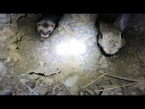 Cazando conejos con hurones jóvenes. Parte 1