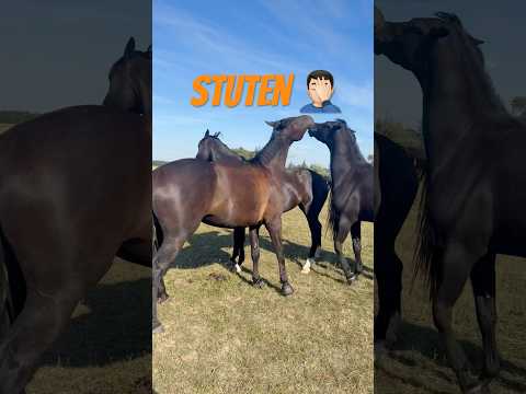 Der Traum vom Ponyhof Wie lange träume ich noch von den Stuten zusammen?