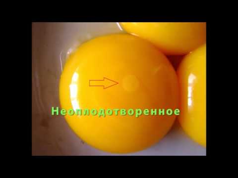 Видео: Кто ест оплодотворенные яйца?