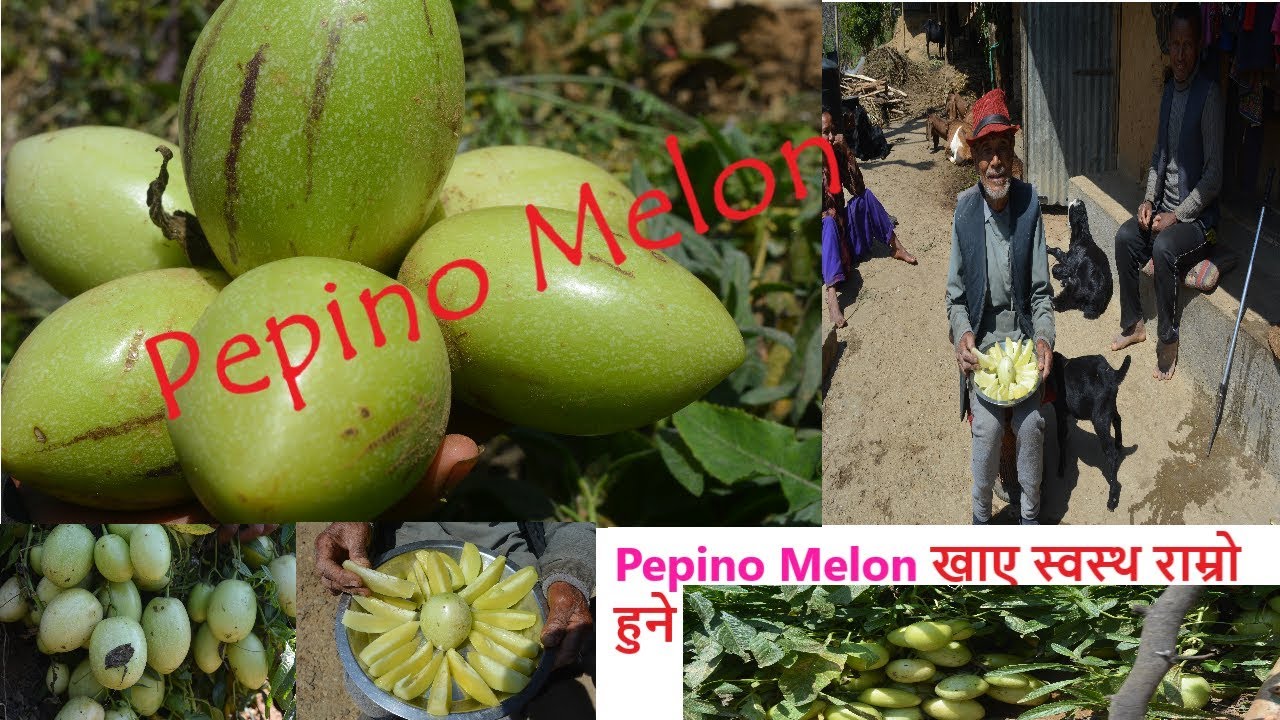Pepino Melon new Fruits in MarketNepal+ Amos Moktan YouTube